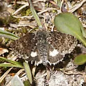 Anarta nigrolunata - Hodges#10327 - photo 4