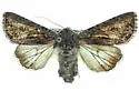 Anarta oaklandiae - Hodges#10234