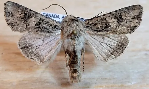 Anarta obesula - Hodges#10231 - Anarta obesula
