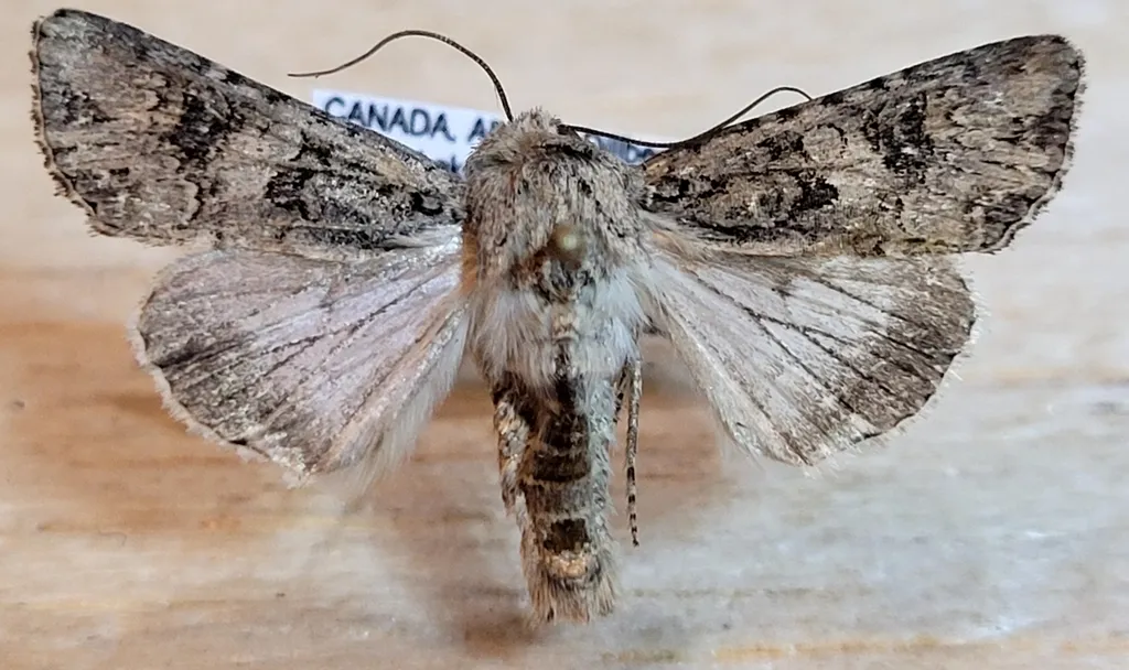 Anarta obesula - Hodges#10231 - photo 2