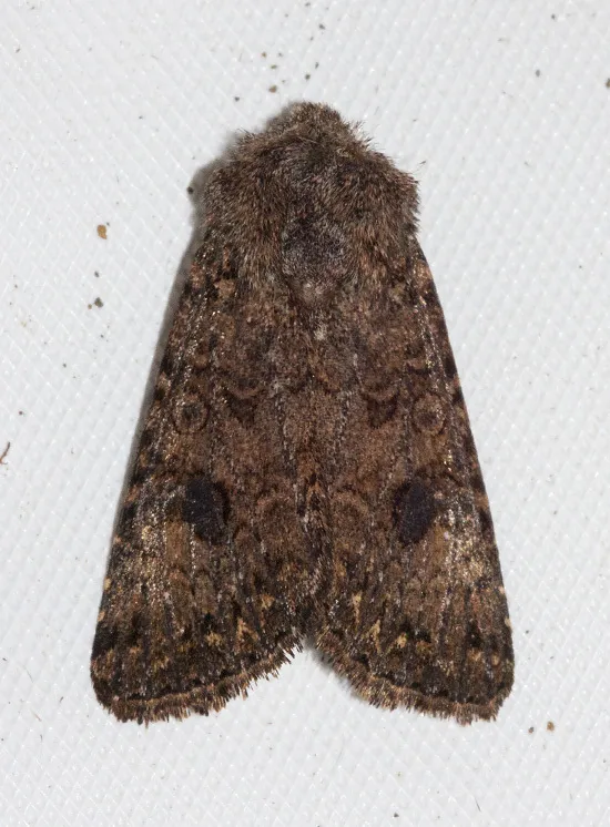 Anarta oregonica - Hodges#10228 - photo 2