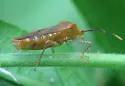 Anasa repetita