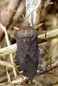 Anasa scorbutica