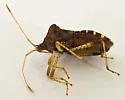Anasa scorbutica - photo 4