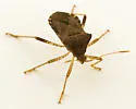 Anasa scorbutica - photo 5