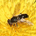 Anasimyia bilinearis