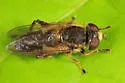 Anasimyia bilinearis - photo 2