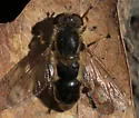 Anasimyia bilinearis - photo 3