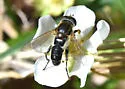 Anasimyia bilinearis - photo 4