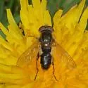 Anasimyia bilinearis - photo 5