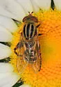Anasimyia chrysostoma