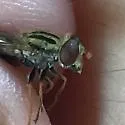 Anasimyia chrysostoma - photo 3