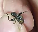Anasimyia chrysostoma - photo 4