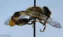 Anasimyia chrysostoma - photo 5