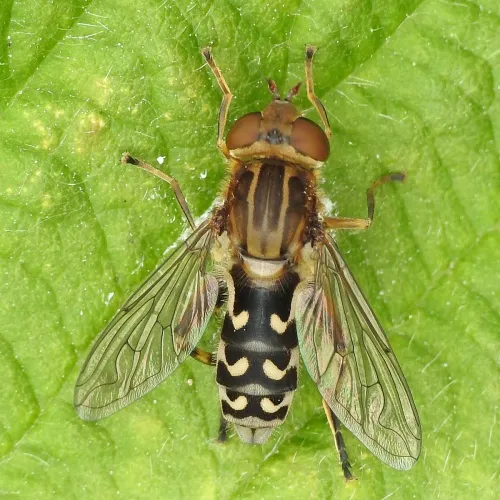 Anasimyia contracta