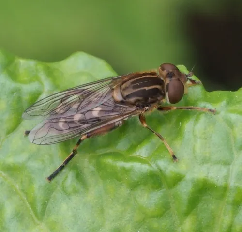 Anasimyia contracta - photo 2