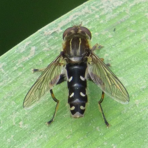 Anasimyia contracta - photo 3