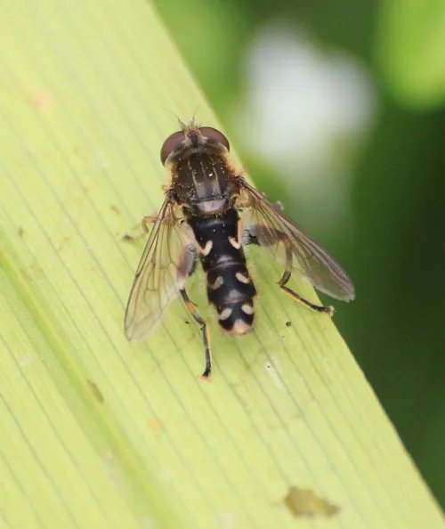 Anasimyia contracta - photo 4