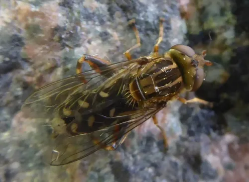 Anasimyia contracta - photo 5