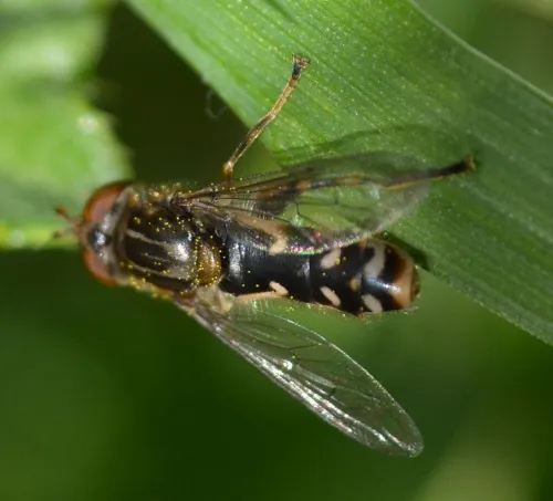 Anasimyia contracta - photo 6