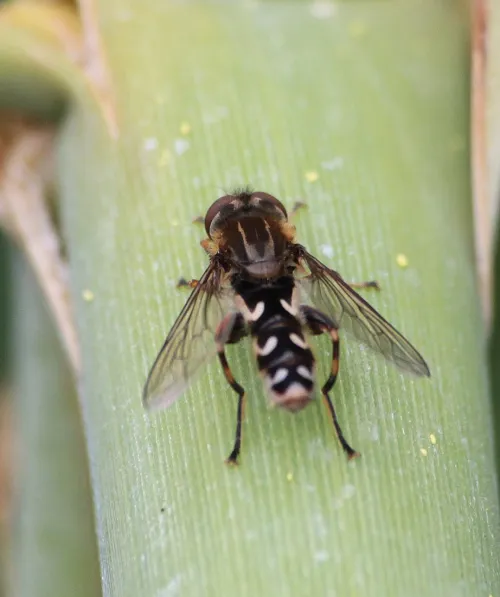 Anasimyia contracta - photo 7
