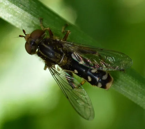 Anasimyia contracta - photo 8