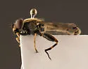 Anasimyia distincta - photo 2
