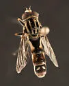 Anasimyia distincta - photo 3