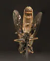 Anasimyia distincta - photo 4