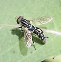 Anasimyia grisescens