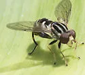 Anasimyia grisescens - photo 2