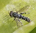 Anasimyia grisescens - photo 3