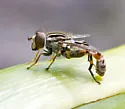 Anasimyia grisescens - photo 4