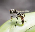 Anasimyia grisescens - photo 5