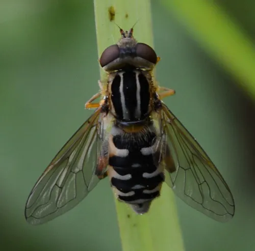 Anasimyia lineata