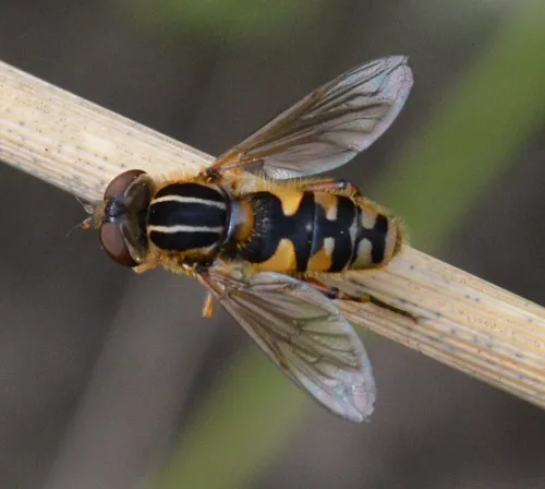 Anasimyia lineata - photo 2