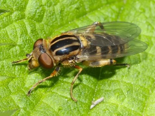 Anasimyia lineata - photo 3