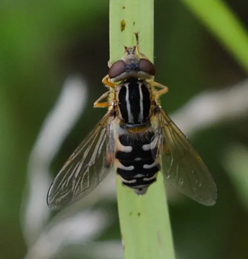 Anasimyia lineata - photo 4