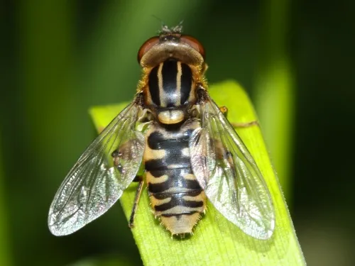 Anasimyia lineata - photo 5