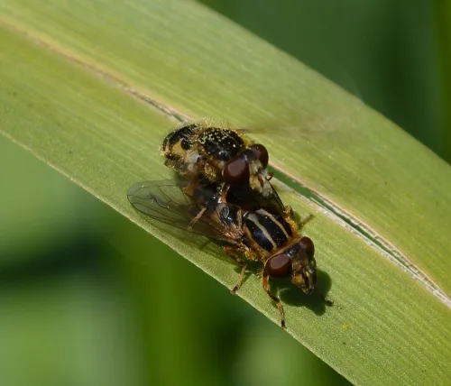 Anasimyia lineata - photo 6