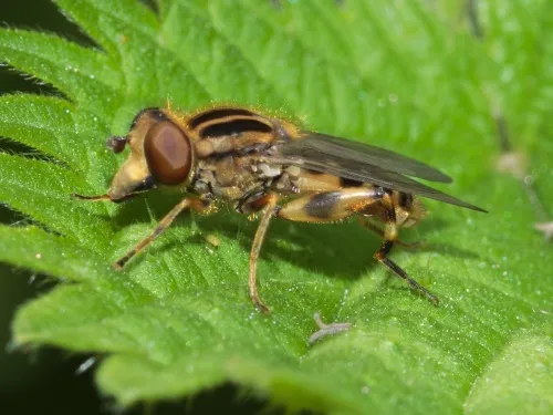 Anasimyia lineata - photo 7