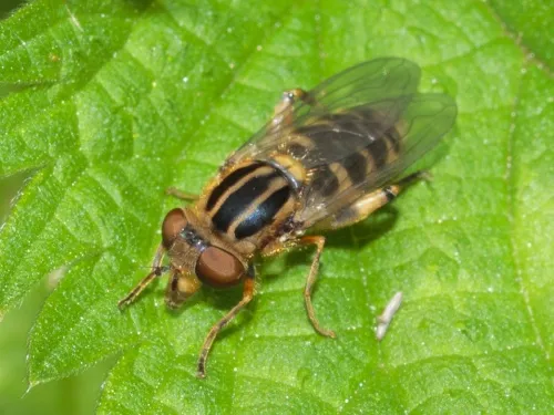 Anasimyia lineata - photo 8