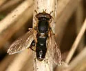 Anasimyia perfidiosus