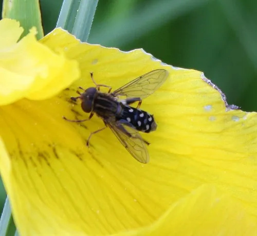 Anasimyia transfuga