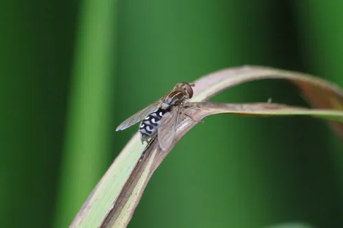 Anasimyia transfuga - photo 2