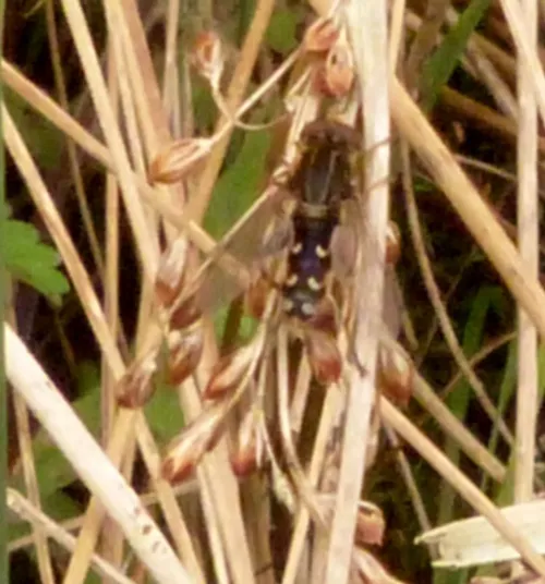 Anasimyia transfuga - photo 3