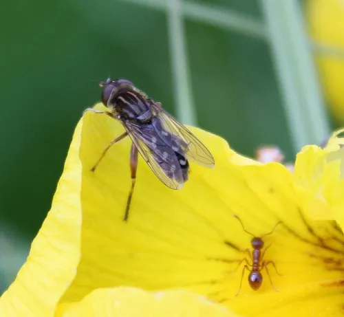 Anasimyia transfuga - photo 4