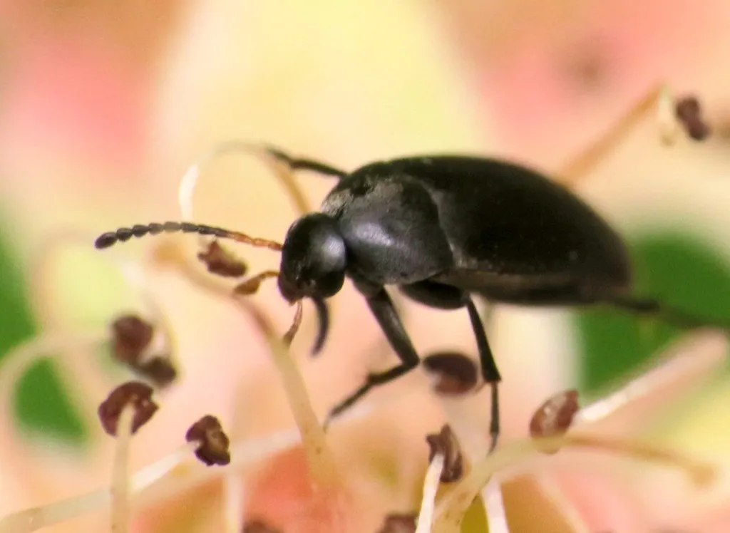 Anaspis atrata