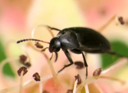 Anaspis atrata - photo 2