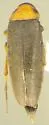 Anaspis collaris